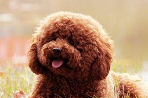 泰迪什么时间打疫苗