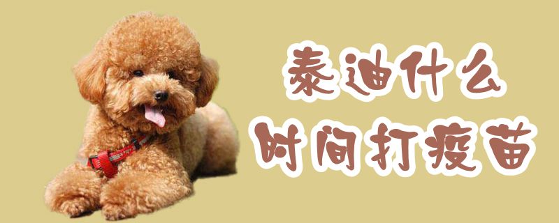 泰迪什么时间打疫苗