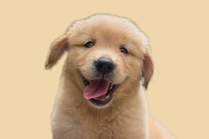 小金毛挑食怎么办