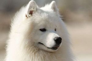 萨摩耶很瘦该吃什么