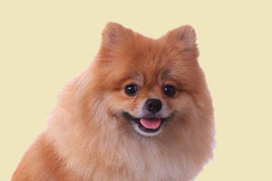 博美犬太肥了怎么办