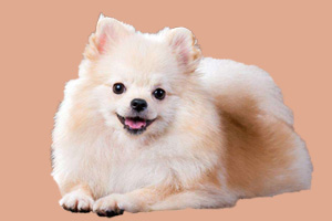 博美太粘人怎么办