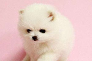 博美很臭怎么办