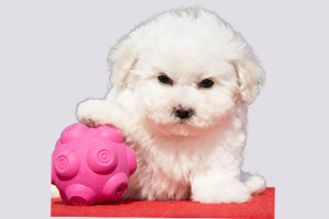 怎样挑选比熊幼犬