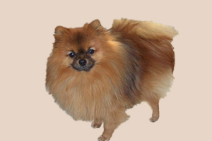 博美太活泼怎么办