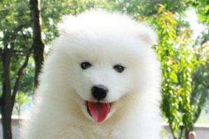 萨摩耶太活泼怎么办