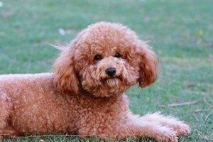 泰迪什么时间断尾