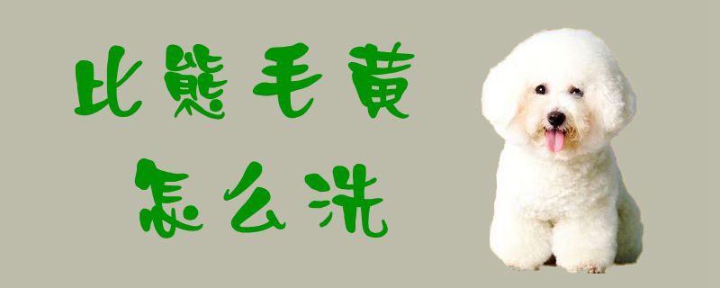 比熊毛黄怎么洗1