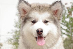 阿拉斯加犬怎么样洗澡