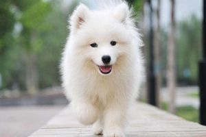 怎么给萨摩耶增肥