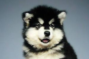 阿拉斯加牙齿黄怎么办