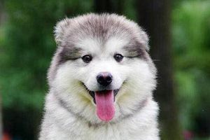 阿拉斯加多大成年