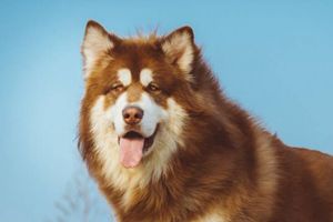 阿拉斯加身上味道大怎么办