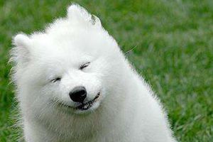 怎么让萨摩耶长胖