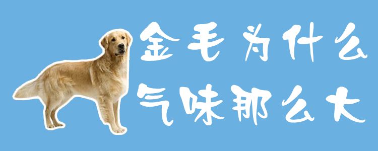 金毛为什么气味那么大1