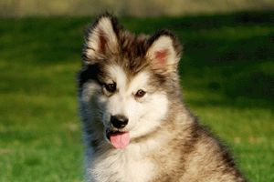 怎么为阿拉斯加增肥