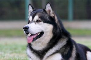 阿拉斯加犬身上痒怎么办