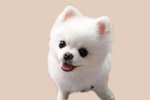 博美犬什么时候配种