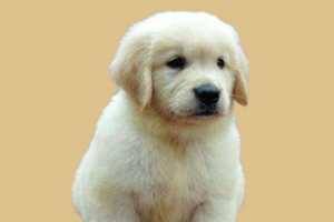 小金毛很调皮怎么办