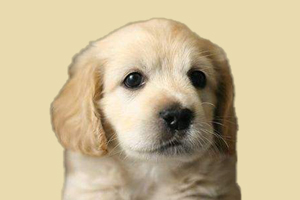 小金毛身上痒怎么办