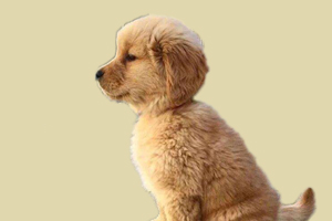 小金毛掉毛怎么办