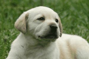 拉布拉多怎样看年龄