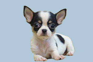 吉娃娃如何过冬