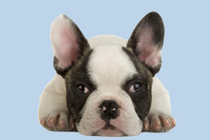 法斗什么时候发情