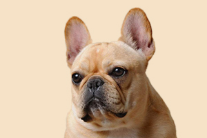 法斗什么时候打针