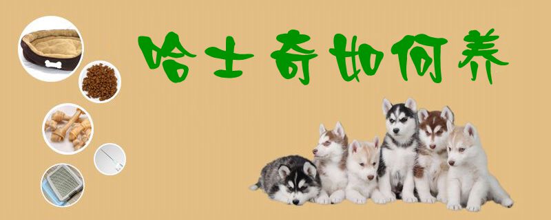哈士奇如何养1