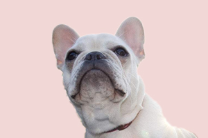 法斗牙齿什么时候长好