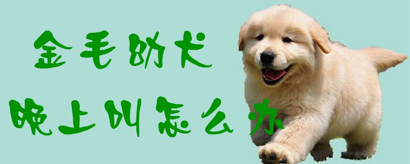 金毛幼犬晚上叫怎麼辦1