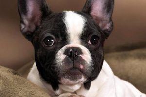 法斗很臭怎么办