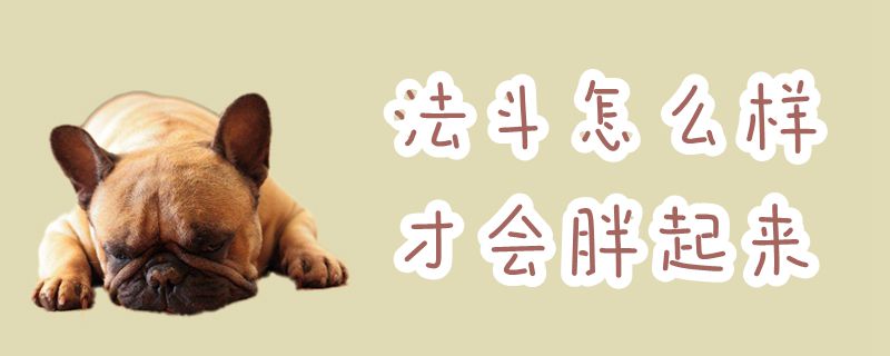 法斗怎么样才会胖起来