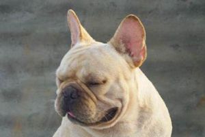 法斗太瘦怎么办