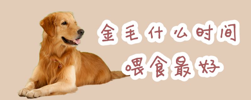 金毛什么时间喂食最好