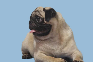 巴哥犬很臭怎么办