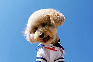 贵宾身上臭怎么办