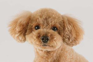 怎么把贵宾养胖