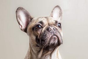 法斗属于小型犬还是中型犬