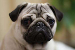 巴哥太臭怎么办