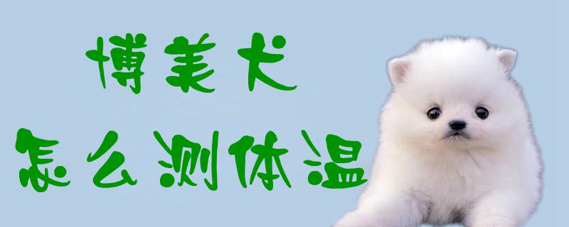 博美犬怎么测体温1
