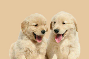 小金毛身上有味怎么办