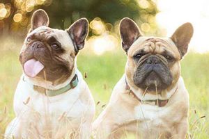 法斗发情期是几个月