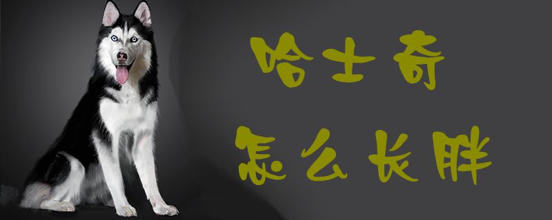哈士奇怎么长胖1