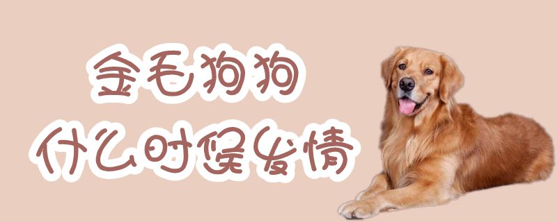 金毛狗狗什麼時候發情