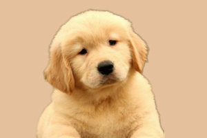 怎么看金毛的品相