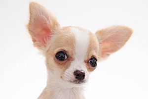 怎么让吉娃娃喝水