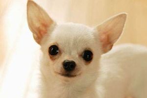 怎么让吉娃娃听话