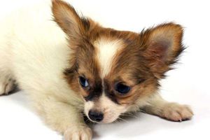 怎么给吉娃娃刷牙